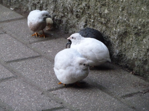 luckyuros:quail friends I saw at my brother’s wedding ovo