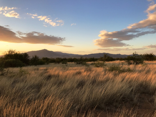 A view toward Rincon Peak in mid-May, J-Six Ranch, Cochise County, Arizona.