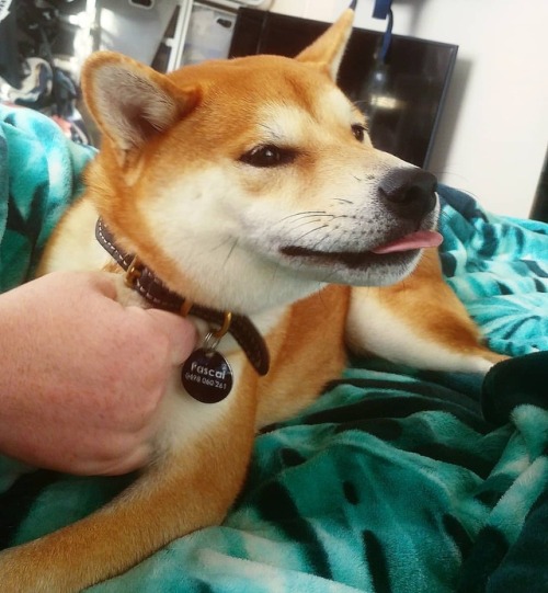 This just in, birthday boy bleps best blep! #shiba #shibainu #shibasofinstagram #shibainugram #puppy