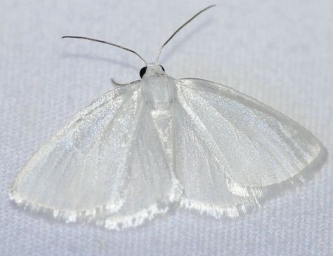 #moth#butterfly#soft aesthetic#insects#cute#animal#cute aesthetic#light aesthetic#fairy core