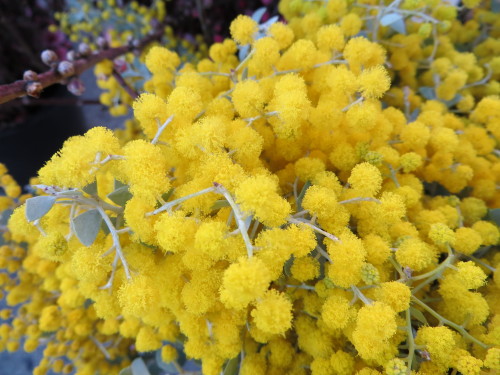 Acacia- Mimosa