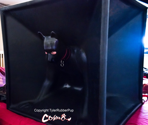 puptyler: My turn in the vac cube. Awesome fun. Loved it tonnes :3 @pupcosmo  xxxxxxxx