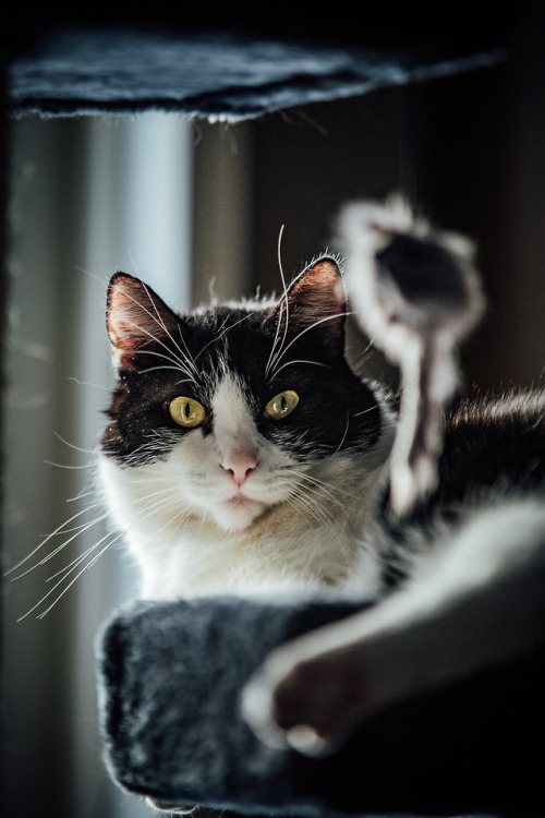 boschintegral: unskithecat: Friends with enemies. At least that mouse thinks so.  @mostlycatsmo