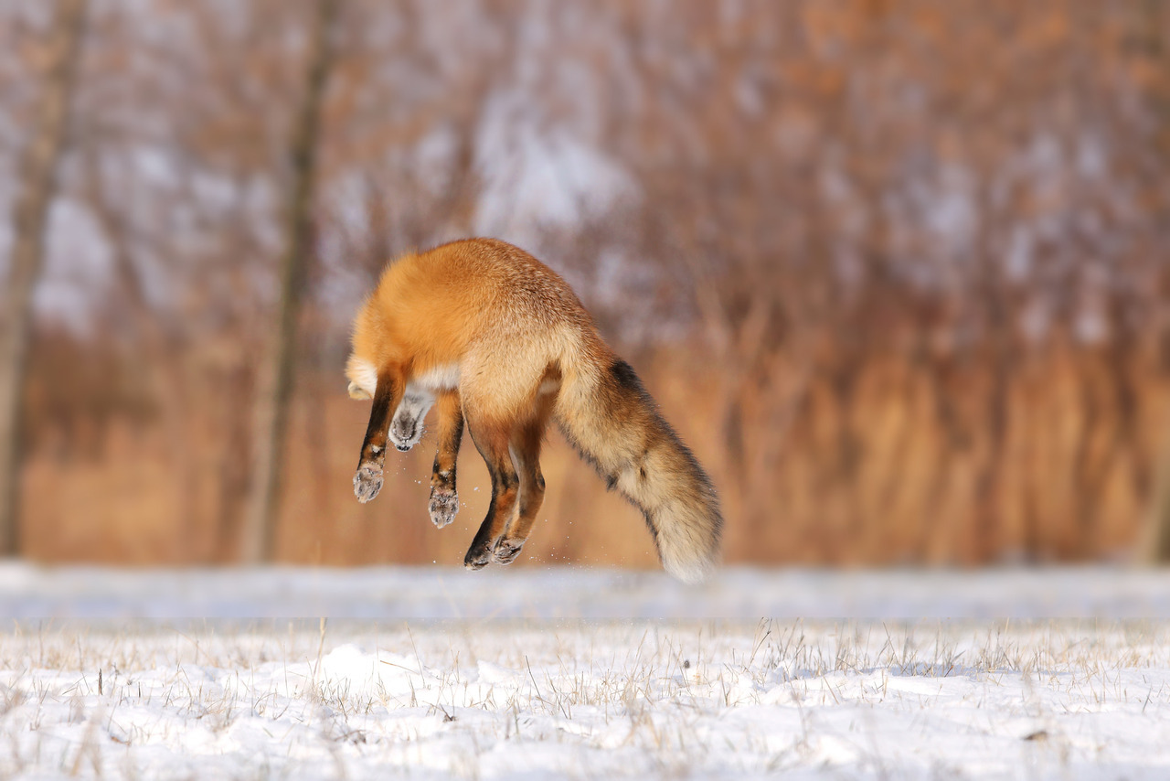 everythingfox:Denis Dumoulin