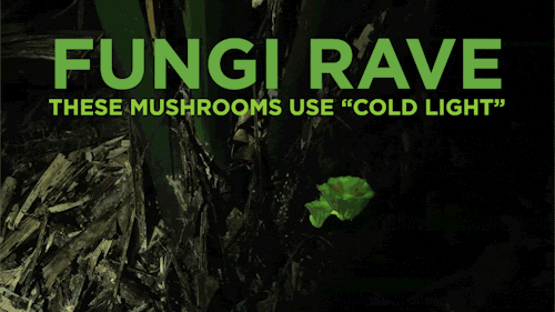 If you were to walk at night through certain forests around the world, you might notice a mushroom g