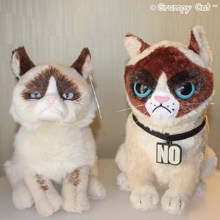 theyre making plushes of the angry cat. looks just like the real thing