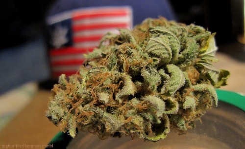 nightoftheilluminati:Blueberry Headband for this #Stonersunday! ☮☮☮