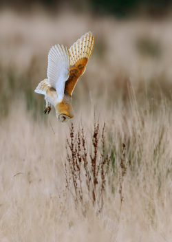 daily-owls:  By Paul C Summers     