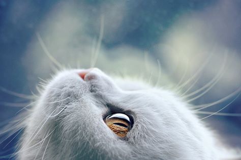 ollebosse:    Photo by Kremena Pashova:  