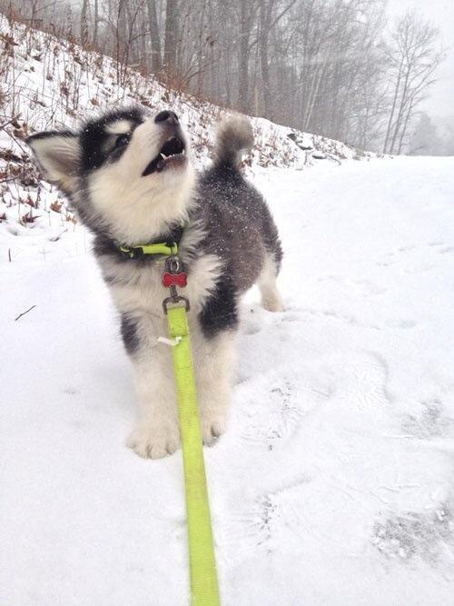 babyanimalposts:  feeling sad? you need this blog on your dash!  Omg so cute