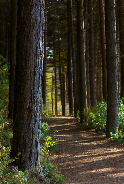 nordravn:  Forest path by nondesigner59 on Flickr.