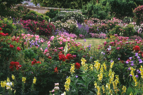 expressions-of-nature:by ukgardenphotosMottisfont Abbey Rose Garden, Hampshire, England