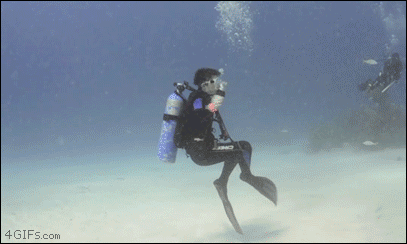 Dolphin plays with diver