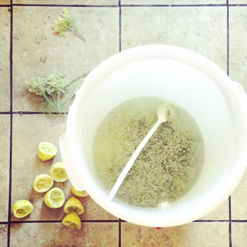 gemimalou:  Start of the elderflower wine making process.