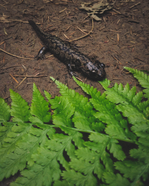 Oregon - SalamanderJune 2017