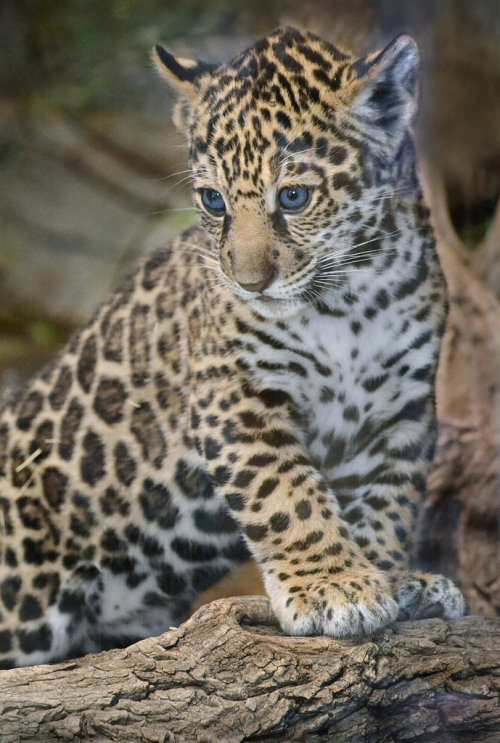sdzoo:   	Cat a log. by Ion    Moe    	This little boy needs a name! Vote for your favorite name. 
