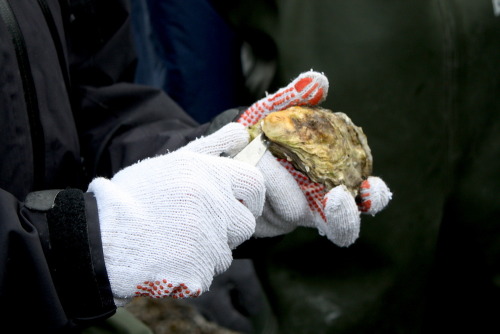 munchies:There’s a Danish Town Overrun with Giant OystersIf you walk out to sea in the Danish town o