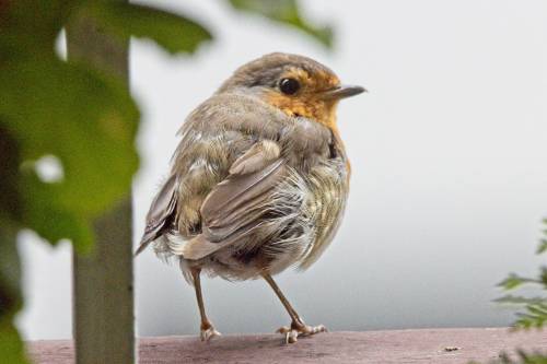 kavohh707:  This little robin has lost his tail feathers and now he is a real fluffy