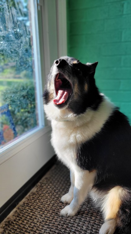katiiie-lynn:Mornings after work with my babies are my favorite 🥰🐾💖The last shot is hilarious and perfectly captured, Freya mid yawn 🤣🤣🤣👌 Our gorgeous babies 🥰🥰😂 and the perfect shot of Freya