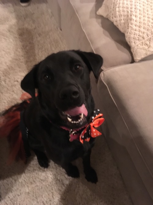 Pumped For Halloween
