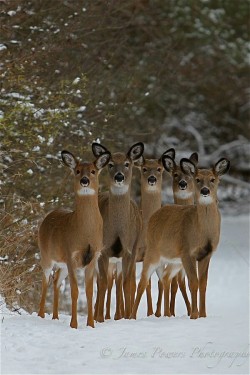 orchidaaorchid:  Winter Wildlife by James Powers 