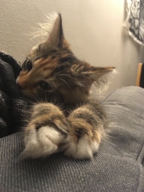 anatomy-of-recovery:Please appreciate these fluffy toes