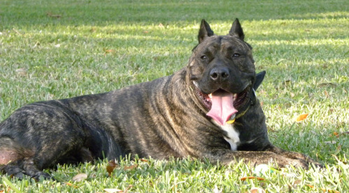 Impresa’s stud Slate Impresa Kennels Presa Canario Breeders Miami, FL (786) 383-4DOG (4364) Se