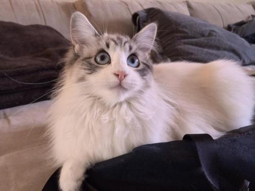 cuteness-daily:  Seven the Kitty  “The cutest cat in the world” Appreciation Post!  this cat is prettiest of all cats