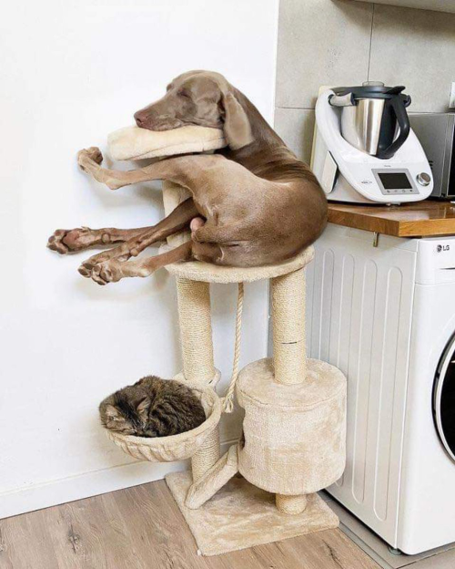 jaubaius:    “We bought it for the cat, but everyone liked it”  