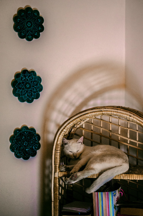 Evening nap (by Melissa Maples)