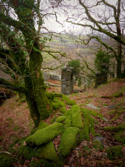 mydododied:Green moss and dead leaves