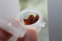 weedcrumbsinmypussy:  Girl Scout Cookie Shatter