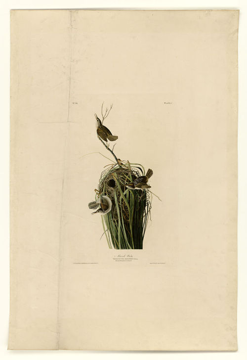 Plate 100 Marsh Wren, John James Audubon