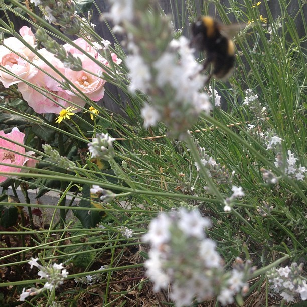 billyvalencia:  Blurry Bee  #Nature #Communal #Garden #Flora #Fauna