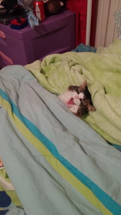 pleatedjeans:  21 Adorable Tucked in Cats