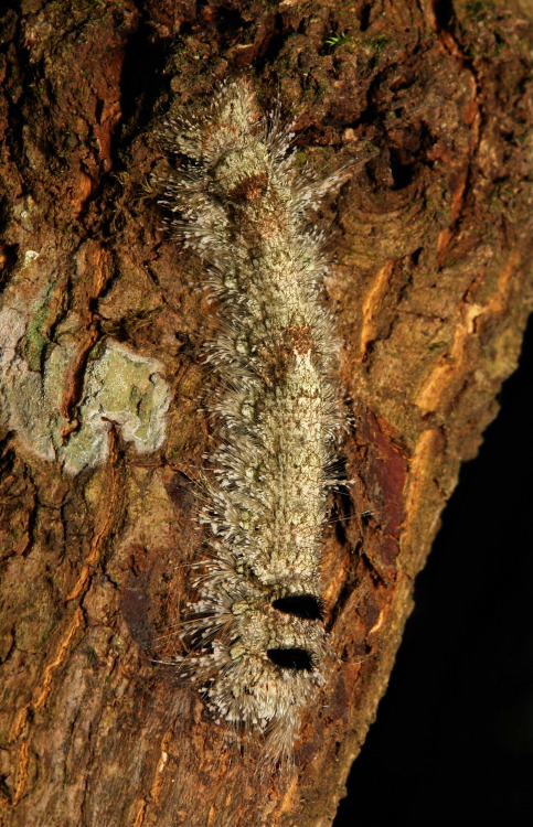 sinobug:Moth Caterpillar (Lasiocampidae) These large Lasiocampid caterpillars (this individual 10cm