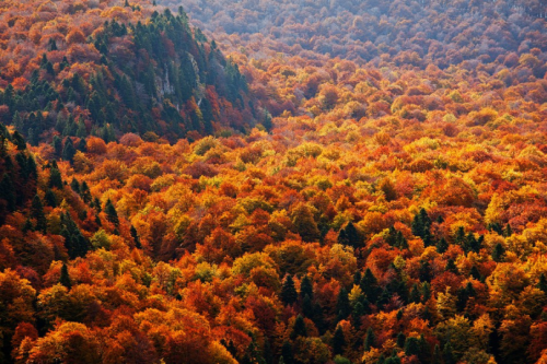 Porn Pics tulipnight:  Autumn Ocean by Evgeni Dinev