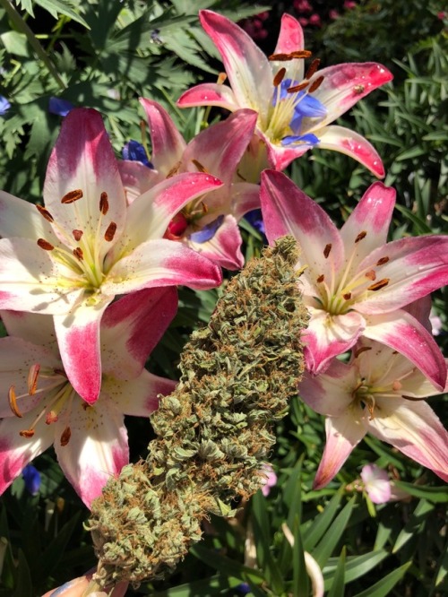 sparkingbuds - Green crack and lilies