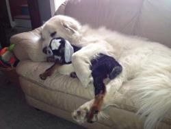 babyanimalposts:  feeling down? you need this baby animal blog