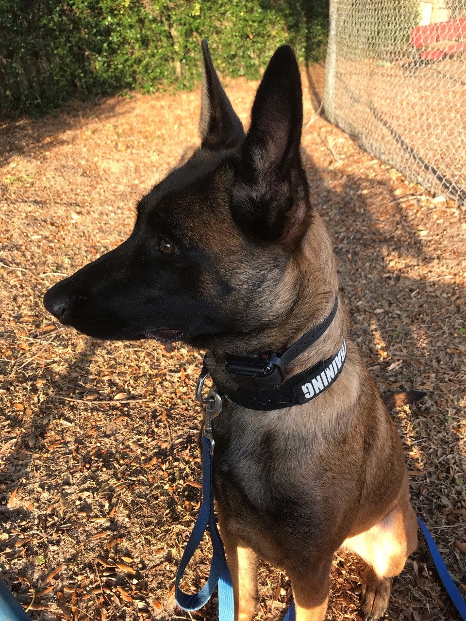 silver-sivien:  malociraptor:   teaalmighty:   teaalmighty: I love how dogs are super