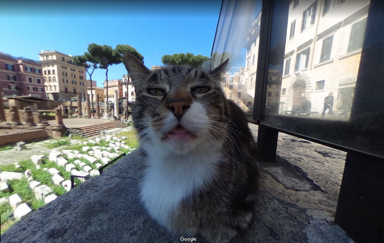 daily-blep:  Found this cute cat blepping on Google Maps