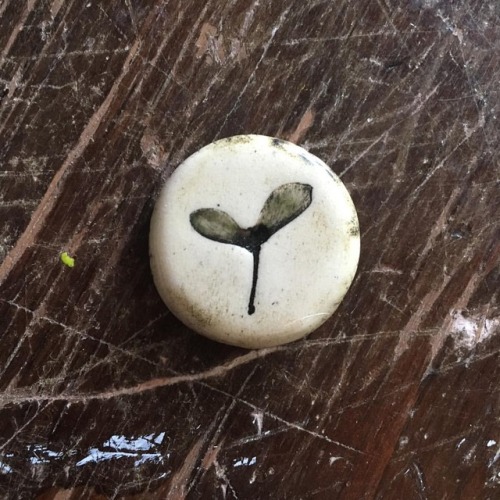 Might be my very favorite.  . . . #japansemapleseed