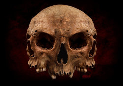 orifice-torture:skulls by akhkham