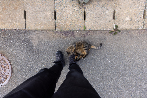 足元に来て靴の上に寝る
構って欲しいんだよね
でもエンドレスはやめて。
歩くの邪魔し隊 - 猫に逢いに行こう #cat#猫