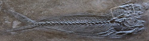 griseus:  30 MILLION YEAR OLD FISH FOSSIL porn pictures