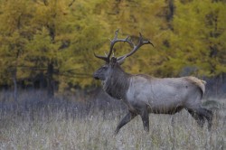 The Manchurian wapiti (elk) / Wild nature. Russia by Valeriy Maleev