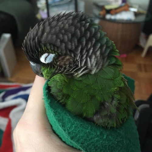 Sleepy #matcha #matchamanju #conure #greencheekconure #parrot #birdsofinstagram #petsofinstagram