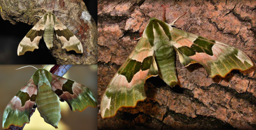 for-science-sake:1. Elephant Hawk-Moth2. Hummingbird Hawk-Moth3. Olender Hawk-Moth4. Poplar Hawk-Mot