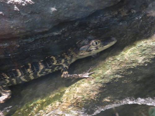 a-dinosaur-a-day: American Museum of Natural History, Part 20: CROCODILIANS!The “Crocs: A