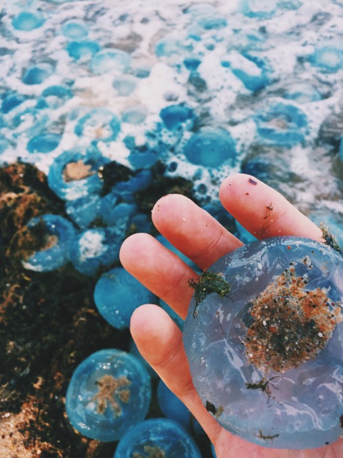 onlyjimfromit: angryegyptiann: Dead Jellyfish at the beach today. this is tragically beautiful There